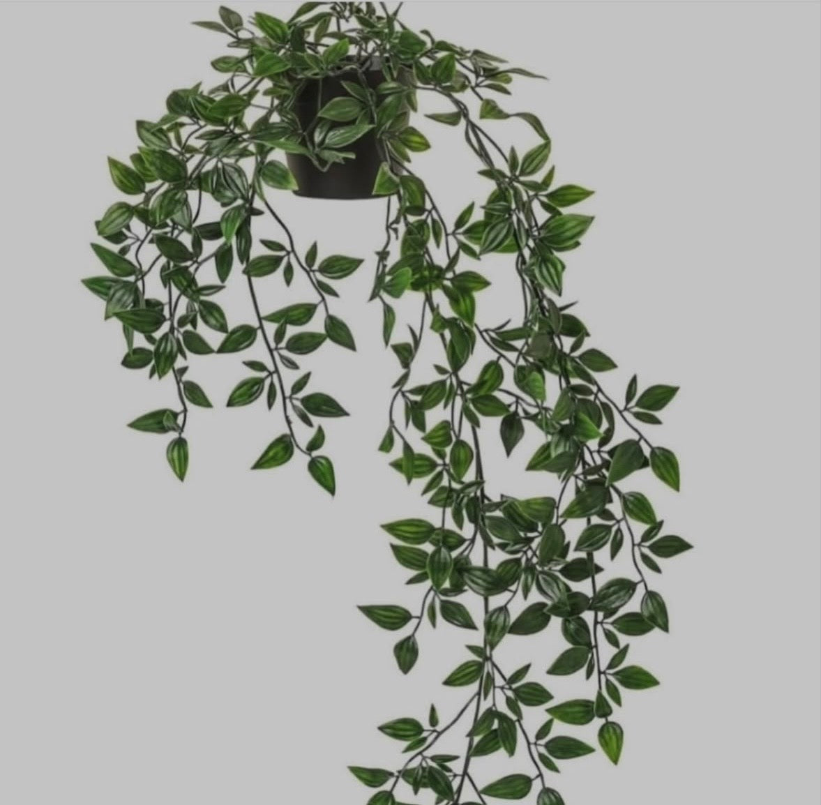 Falling Plant